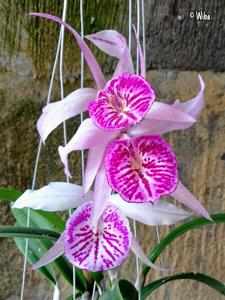 Brassocattleya YU Toung Star