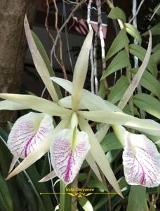 Brassocattleya Nanipuakea