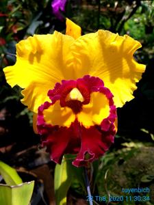 Rhyncholaeliocattleya Liu's Joyance