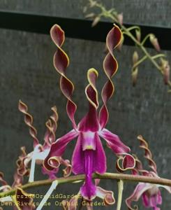 Dendrobium Riverside Orchid Garden