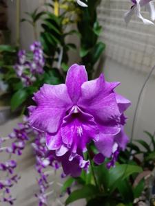 Dendrobium Anucha Flare