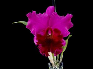 Rhyncholaeliocattleya Phinijsikakarn