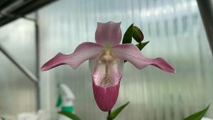 Paphiopedilum Devils Canyon