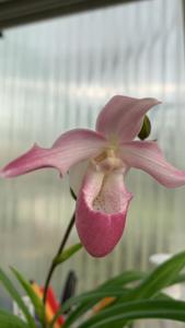 Paphiopedilum Devils Canyon