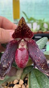 Paphiopedilum Death Star-anitum