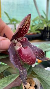 Paphiopedilum Death Star-anitum