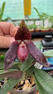 Paphiopedilum Death Star-anitum