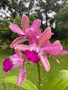 Myrmecocattleya Victor Elliott's SunCoast