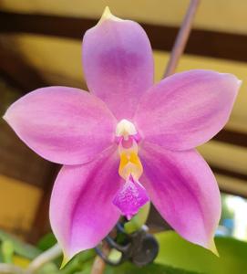 Phalaenopsis Micaels Sambena