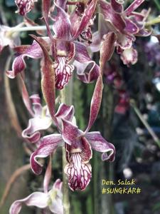 Dendrobium Salak