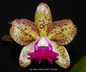 Rhyncholaeliocattleya Sunspot-Penny Kuroda