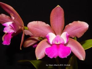 Cattleya Mark Jones