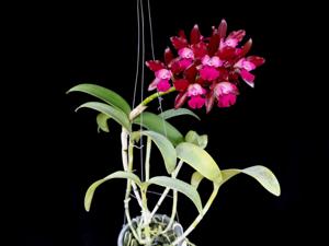 Cattlianthe Fireball Fame