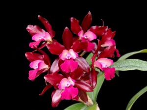 Cattlianthe Fireball Fame