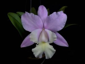 Rhyncholaeliocattleya Cynthia