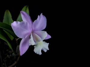 Rhyncholaeliocattleya Cynthia