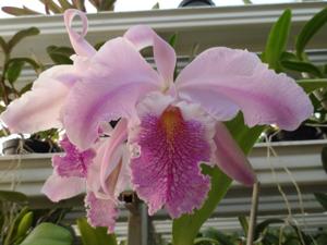 Cattleya Blanche