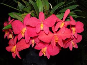 Cattleya Wild Fire