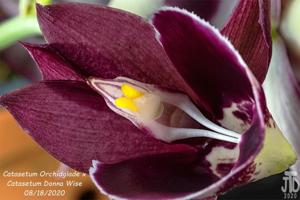 Catasetum Mark Dimmitt