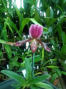 Paphiopedilum Schaetzchen