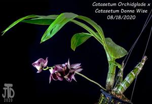 Catasetum Mark Dimmitt