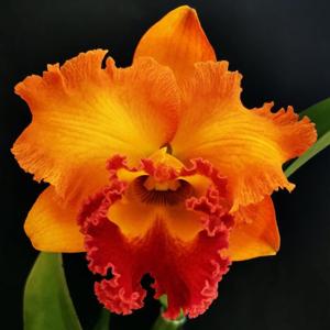 Rhyncholaeliocattleya Siam Aurora