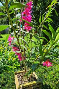 Dendrobium Hsinying Glomo