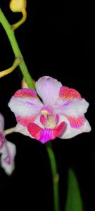 Papilaenopsis L'esprit de Kellock