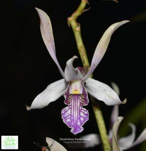 Dendrobium Sunda Islands