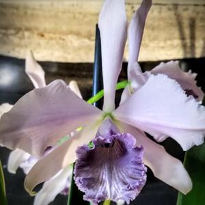 Cattleya Indigo Mist