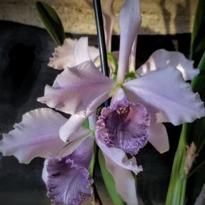 Cattleya Indigo Mist