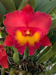 Rhyncholaeliocattleya Ahchung Ruby
