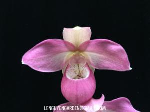 Phragmipedium Ecuagenera Dream