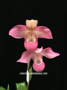 Phragmipedium Ecuagenera Dream