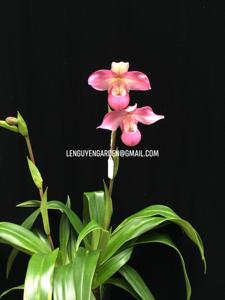 Phragmipedium Ecuagenera Dream