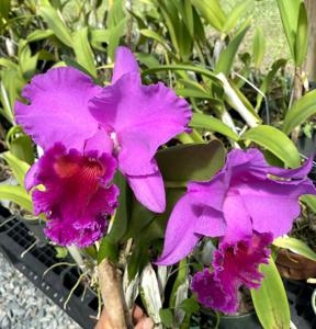 Rhyncholaeliocattleya Fall Splendor