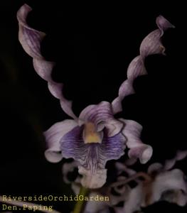 Dendrobium Paping