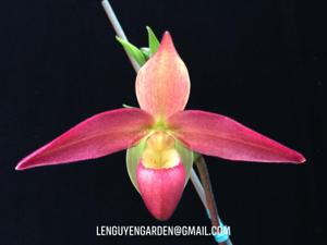 Phragmipedium Acker's Comet