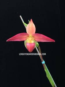 Phragmipedium Acker's Comet