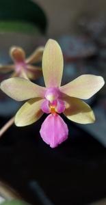 Phalaenopsis LOC Island Passion