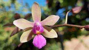 Phalaenopsis LOC Island Passion