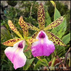 Brassocattleya Theresa Ricci