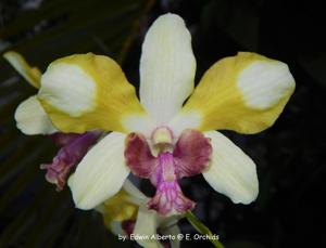 Dendrobium Nopporn Starbright