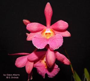 Cattleytonia Jamaica Joy