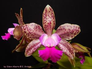 Cattleya Mark Jones