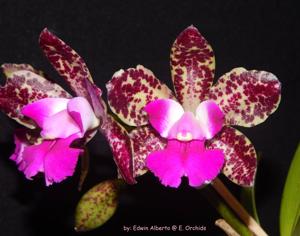 Cattleya Mark Jones