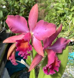 Rhyncholaeliocattleya San Damiano 1