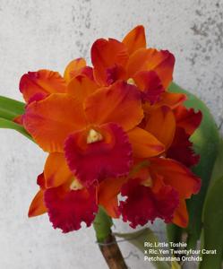 Rhyncholaeliocattleya Little Toshie-Yen Twentyfour Carat