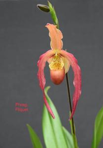 Phragmipedium Fliquet