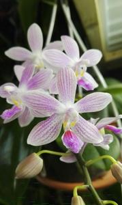 Phalaenopsis Janine